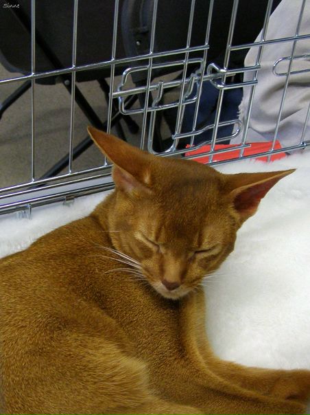 Синнэ Ёж фото №45