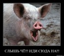 Вован Ніколаєв фотография #35 (источник - https://vk.com/id33479014)