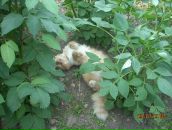 Фотография Гребенщиковой Татьяны