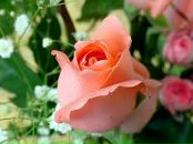 Світлана Микитюк фотография #13 (источник - https://vk.com/id7439230)