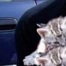 Євген Коломієць фотография #46 (источник - https://vk.com/id131939795)