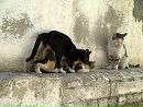 Саша Кошіль фотография #14 (источник - https://vk.com/id75812679)
