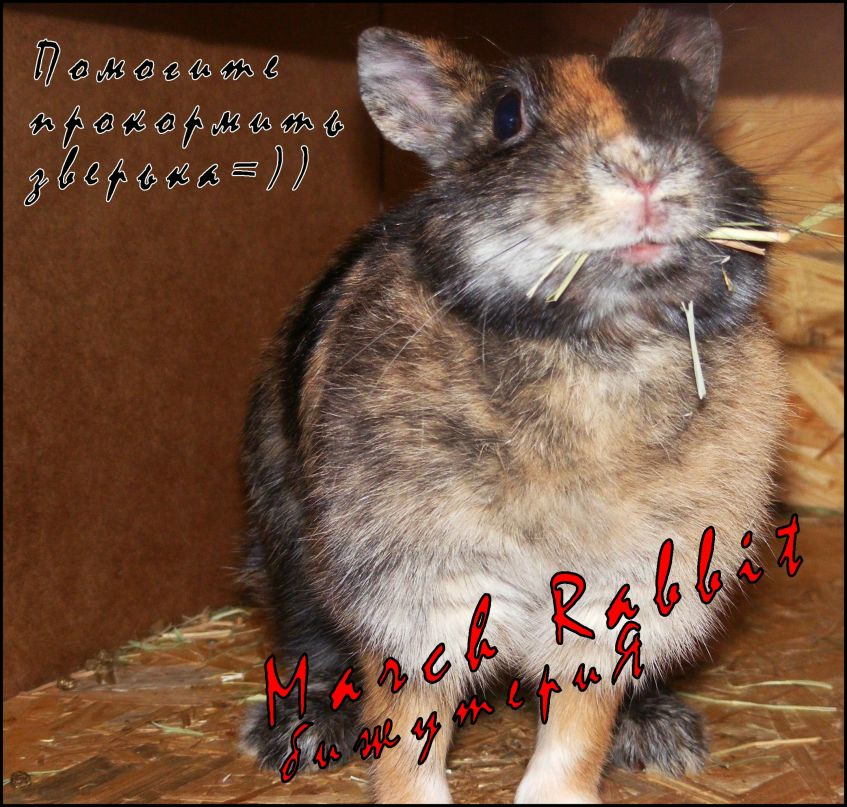March Rabbit фотография #26