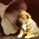 Любчик Гіджеліцький фотография #1