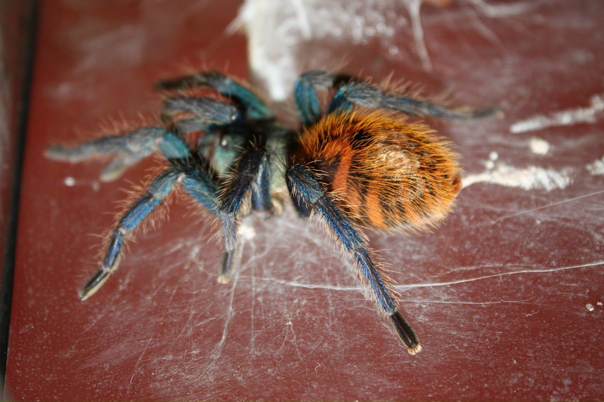 Дмитрий Борисенко фотография #29