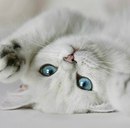 Василь Циплєнков фотография #12 (источник - https://vk.com/id65363346)