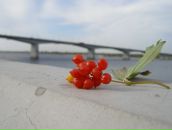 Фотография Дроковой Катерины