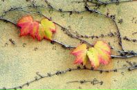 Фотография Катилевского Максима