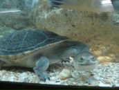 Фотография Долговой Елены