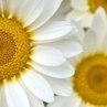 Наталія Сичевська фотография #44 (источник - https://vk.com/id85561347)