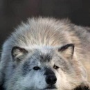 Фотография Тагаевой Виктории