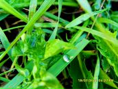 Фотография Бояриновой Елены