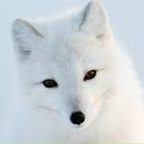 Фотография Фокса Виктора