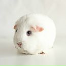 Фотография Кошечкиной Елены