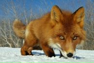 Анна Кравченко фотография #14 (источник - https://vk.com/id5500320)