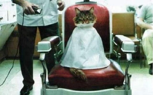 Лис Котов фотография #28