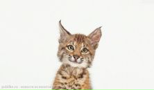 Фотография Пашниной Дианы