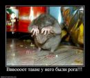 Фотография Сергеевой Ирины