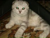 Фотография Толстовой Евгении