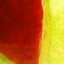 Елена Дмитриева фотография #16 (источник - https://vk.com/id485380)