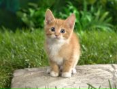 Фотография Шукилович Маргариты