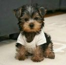 Марічка Допта фотография #21 (источник - https://vk.com/id122253740)