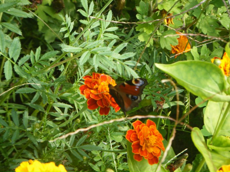 Iam Overload фотография #41