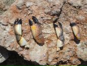 Андрей Тарасенко фотография #7 (источник - https://vk.com/id12523765)