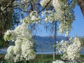 Фотография Межул Галины