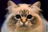 Фотография Юси Юси