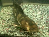 Фотография Гарабцова Ильяса