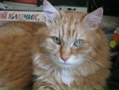 Фотография Алексеев Барда Никиты