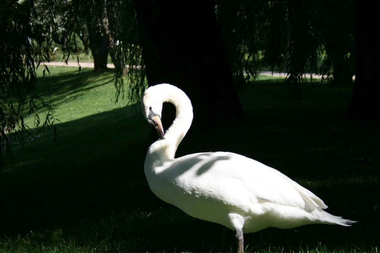 Андрій Девіс фотография #48