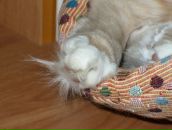 Роман Балов фотография #39 (источник - https://vk.com/id348393)