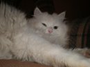 Бєлий Белов фотография #12 (источник - https://vk.com/id59422584)