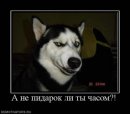Руслан Пашаєв фотография #6 (источник - https://vk.com/id38958669)