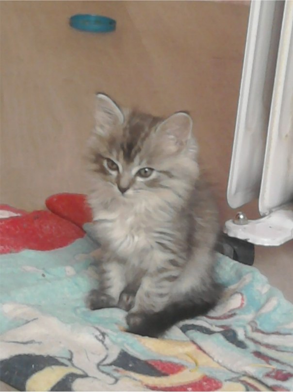 Julia Krupoder фотография #42