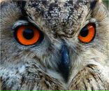 Фотография Попова Николая