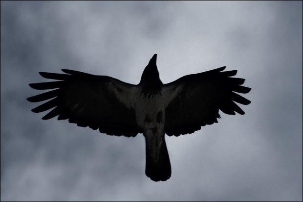 Ред Шухов фотография #23