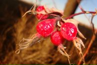 Фотография Родичевой Риммы