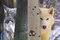 Фотография Altysheva Maria