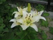 Андрій Загорський фотография #47 (источник - https://vk.com/id10653779)