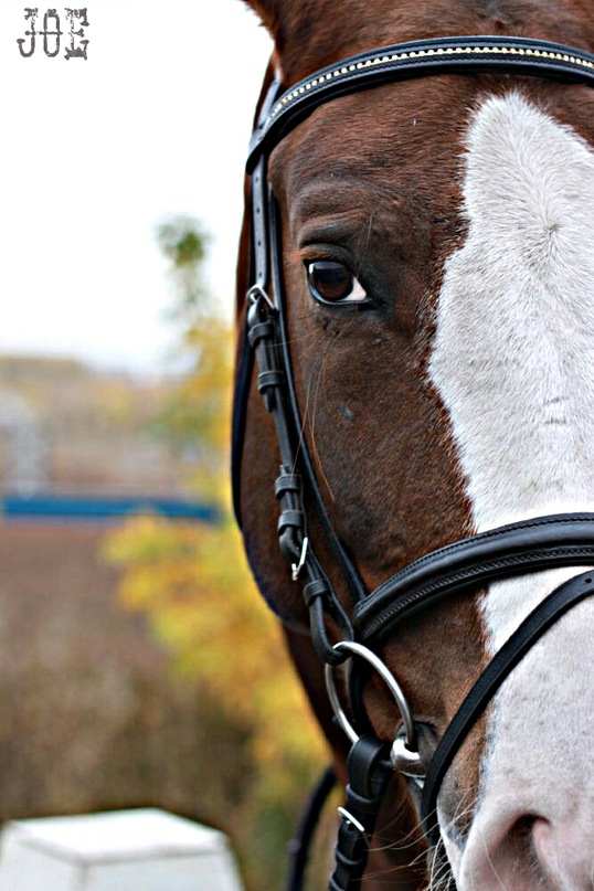 Joe Jonas фотография #1