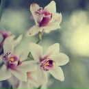 Фотография Крутченко Ксении