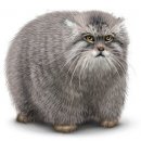 Свин ^_^ фотография #24 (источник - https://vk.com/id60082165)