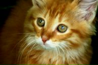 Фотография Игнатьева Анатолия