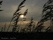 Антон Мищенко фотография #38 (источник - https://vk.com/id21482463)