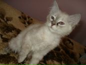 Янчик Ігор фотография #15 (источник - https://vk.com/id13336003)