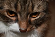 Фотография Гурочкиной Ирины