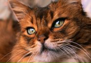 Фотография Самсоновой Ольги